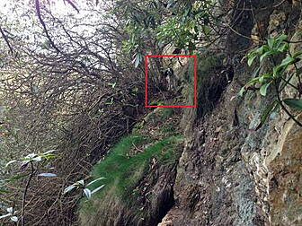Puppy cliff rescue in Howth 